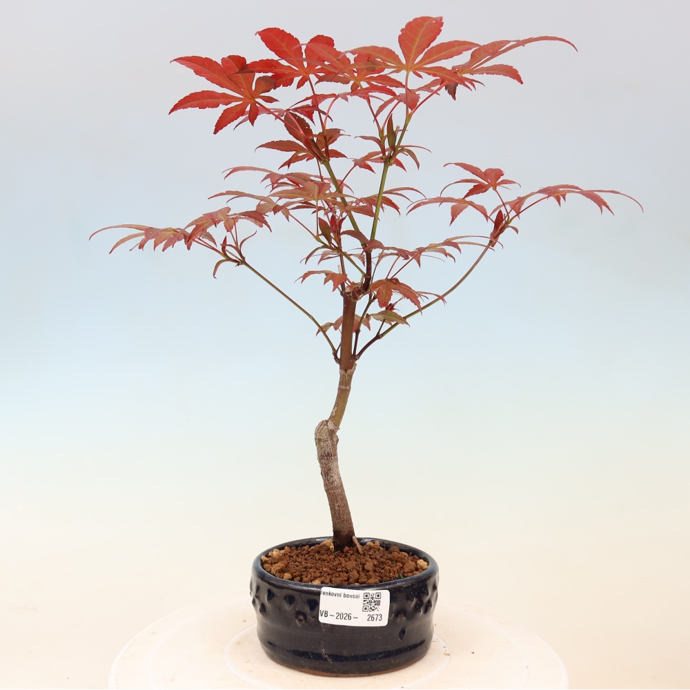 Bonsai da esterno - Palma Acer. Atropurpureum-Javor palmate