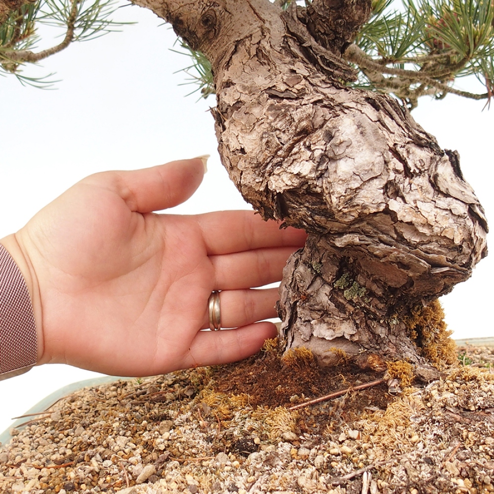 Bonsai da esterno - Pinus parviflora - Pinus parviflora