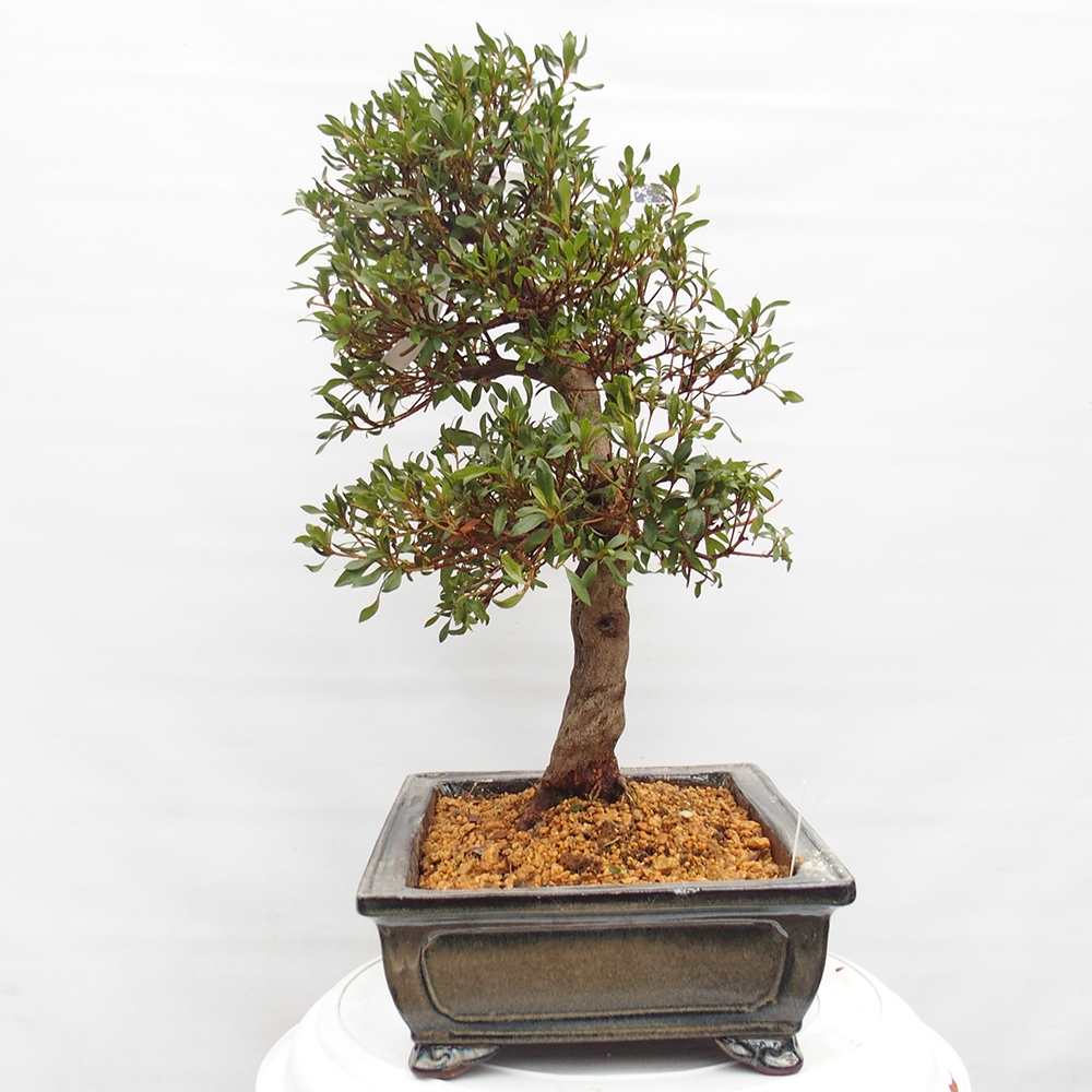 Bonsai da esterno - Azalea giapponese - Azalea CHIHIRO