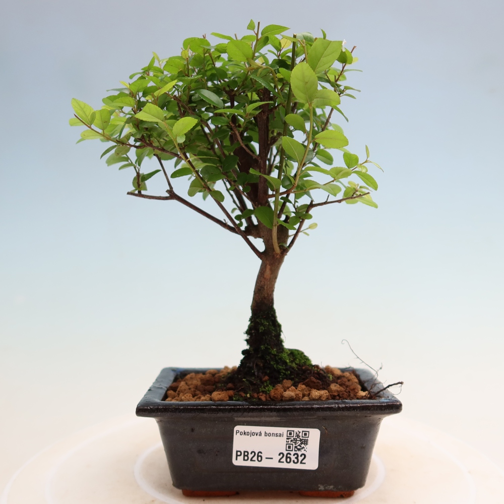 Camera bonsai - Sageretia thea - Sageretia thea
