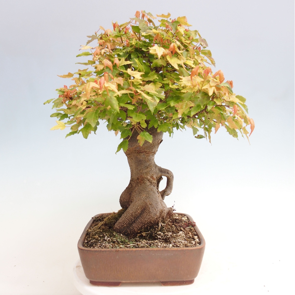 Bonsai da esterno - Acer Buergerianum - Acero di Burger