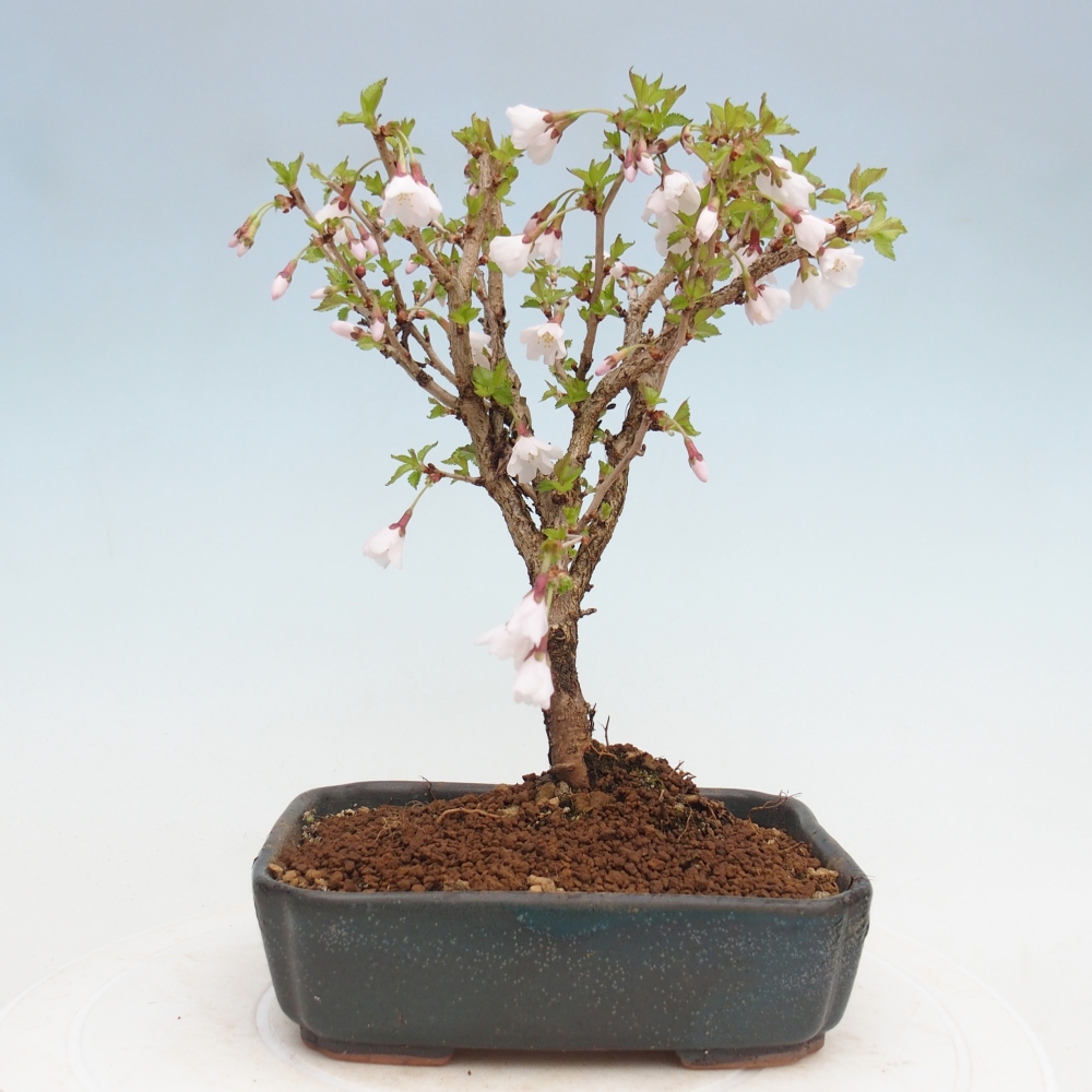 Bonsai da esterno - Prunus incisa Kojou-no mai-Plivon ritagliato