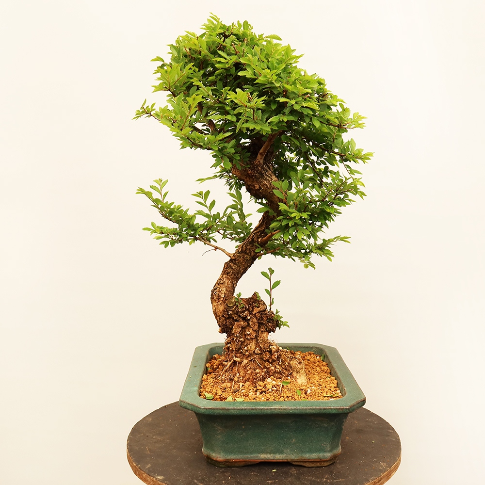 Bonsai da esterno - Zelkova - Zelkova NIRE
