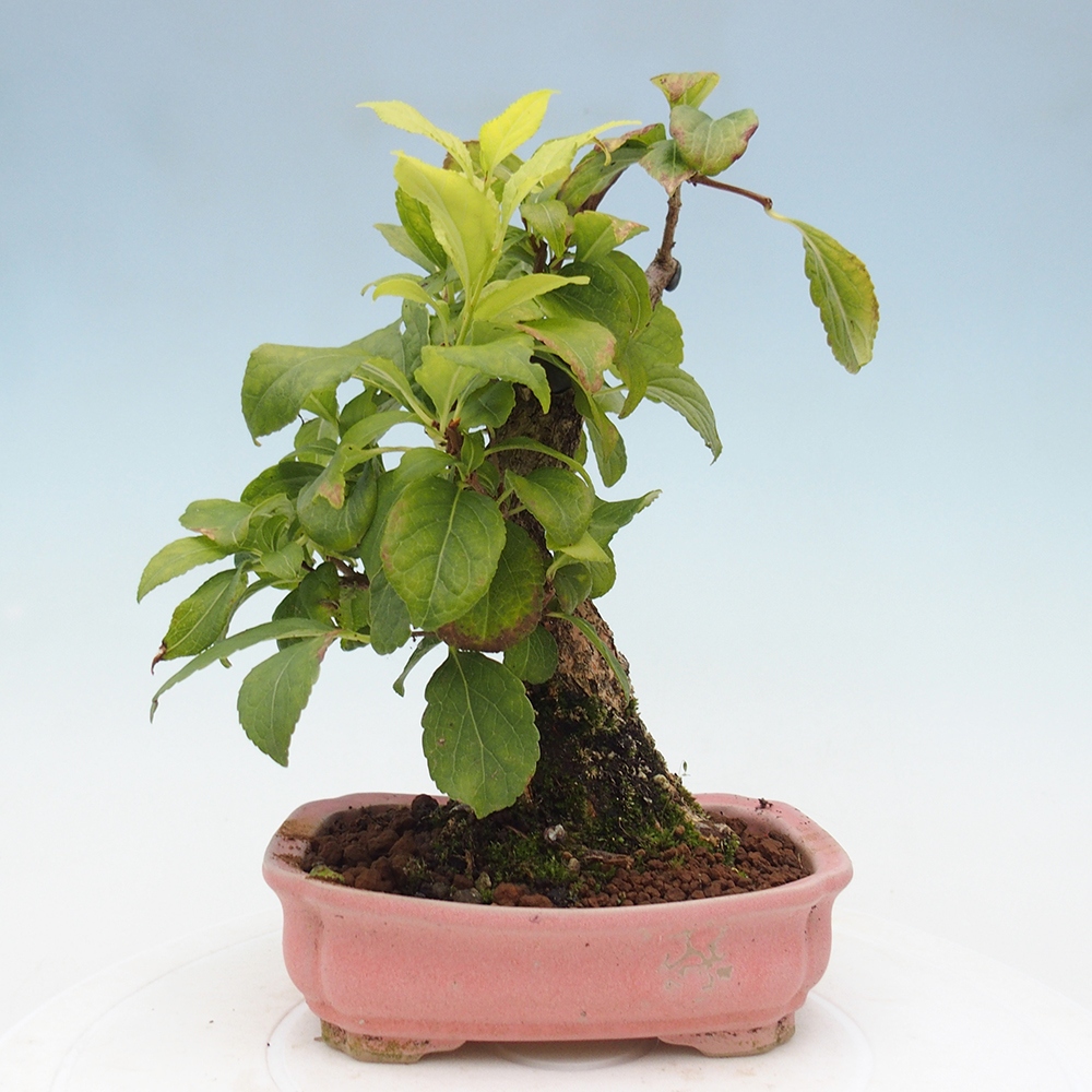 Bonsai da esterno - Celastrus orbiculatus