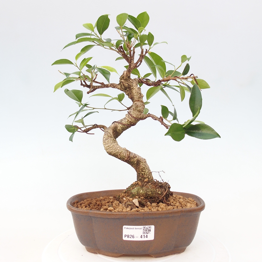 Camera bonsai - Ficus retusa - ficus a foglie piccole