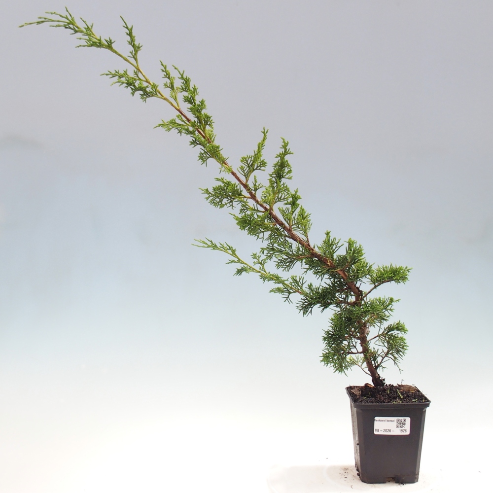 Bonsai da esterno - Juniperus chinensis Itoigawa