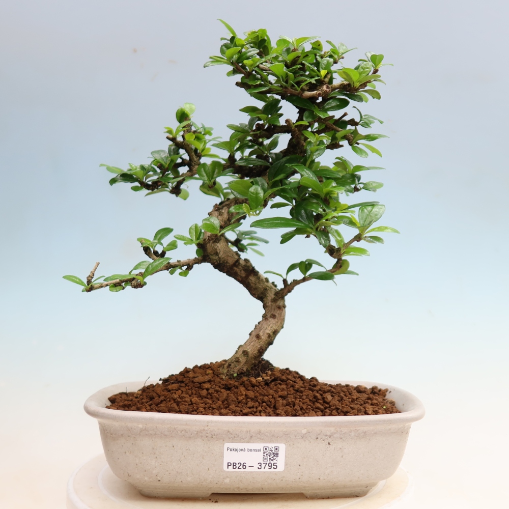 Camera bonsai - Carmona macrophylla - Tea fuki