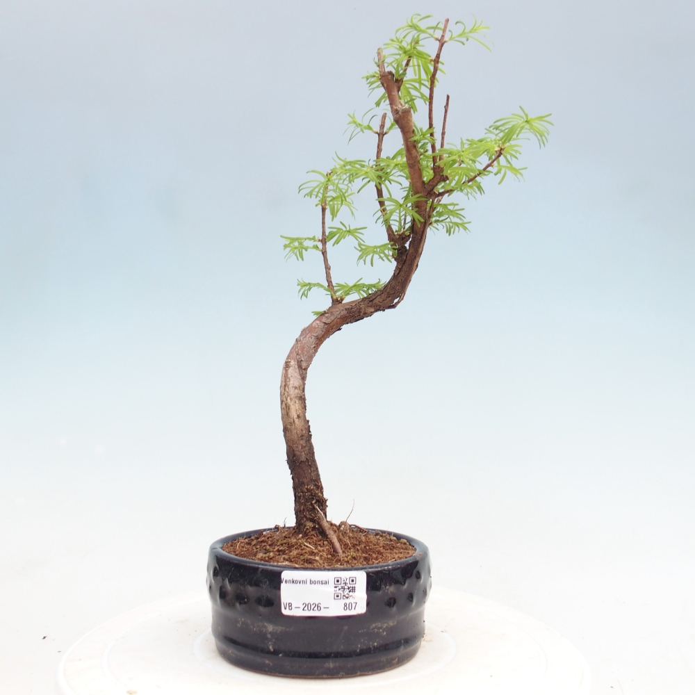 Bonsai da esterno - Metasequoia glyptostroboides - Metasequoia cinese