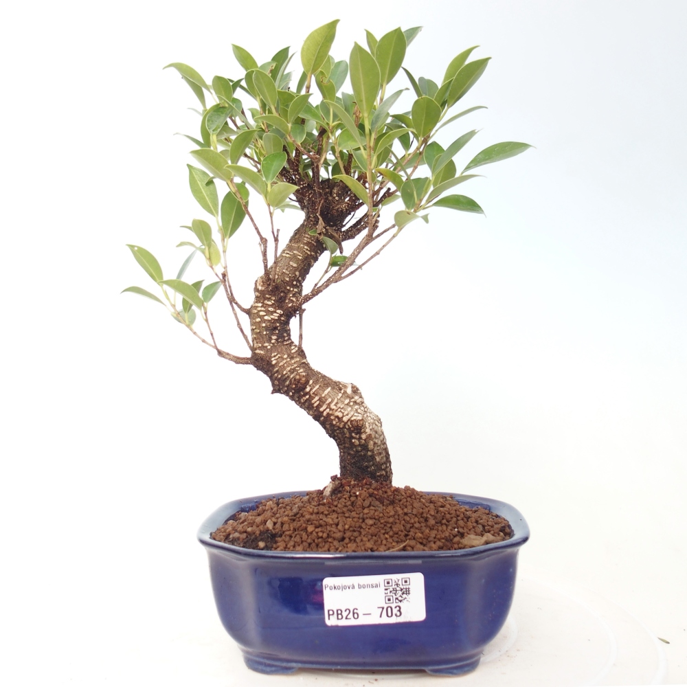 Camera bonsai - Ficus retusa - ficus a foglie piccole