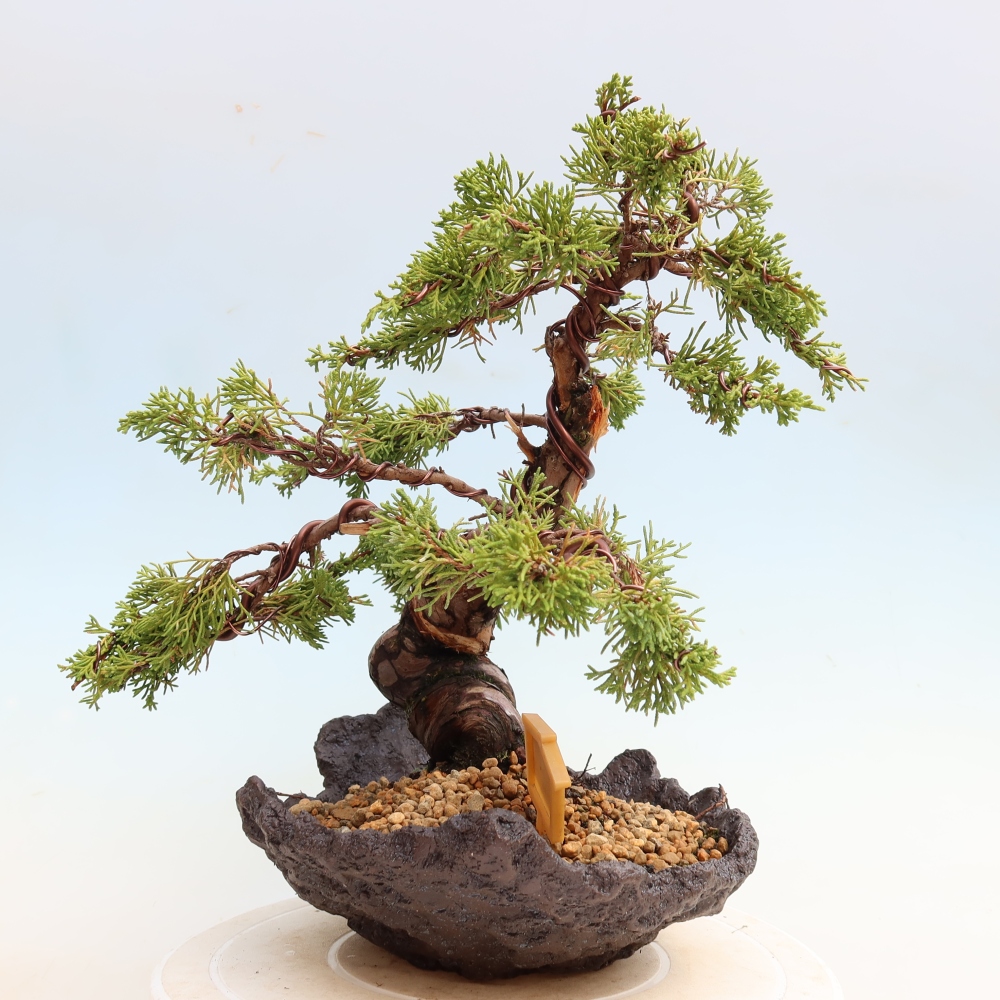 Bonsai da esterno - Juniperus chinensis Itoigawa-Juniperus chinensis
