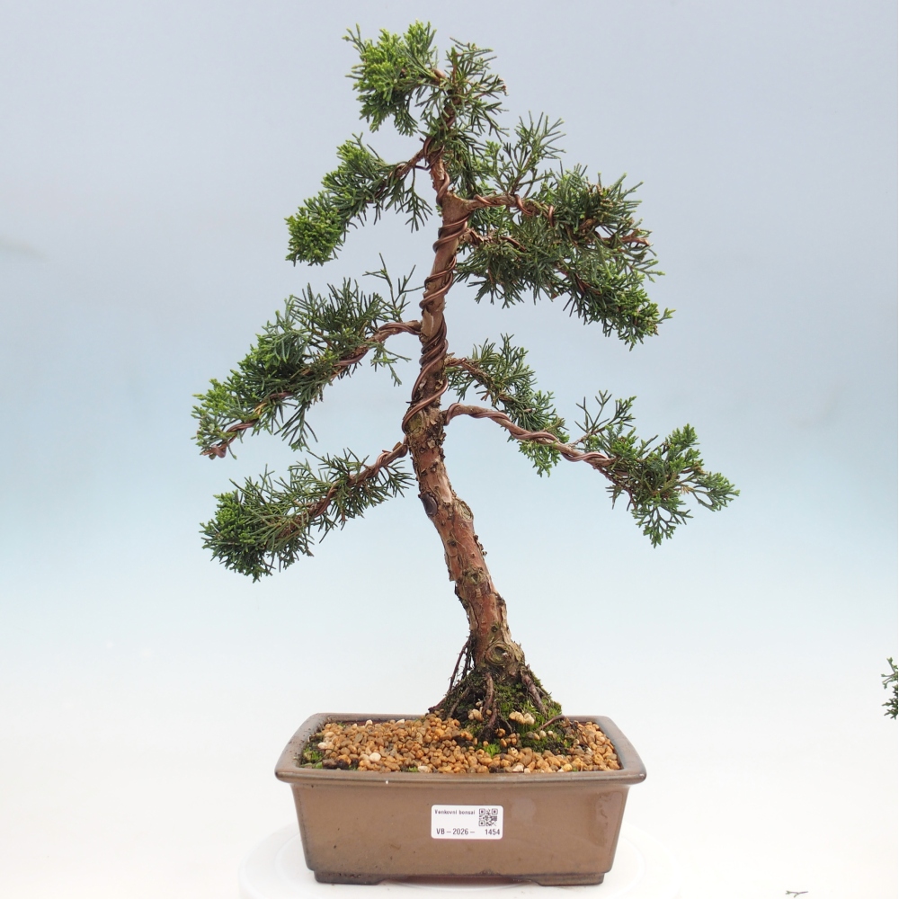 Bonsai da esterno - Juniperus chinensis Kishu
