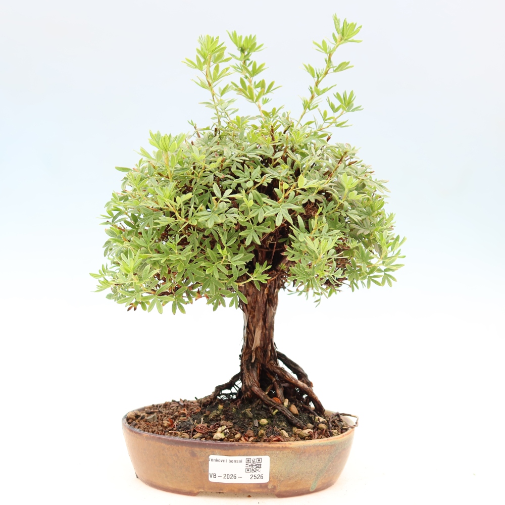 Bonsai da esterno - Potentila fruticosa
