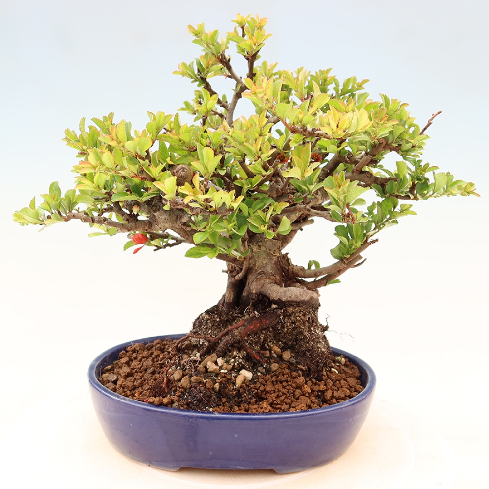 Bonsai da esterno - Chaneomeles speciosa Chojubai