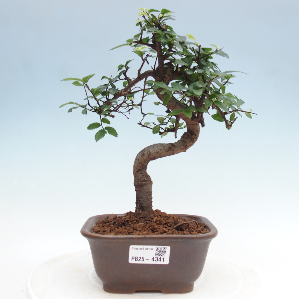 Camera bonsai - Ulmus parvifolia - Olmo a foglie piccole