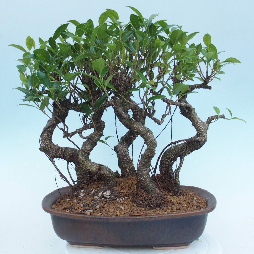 Camera bonsai - Ficus kimmen - ficus a foglie piccole