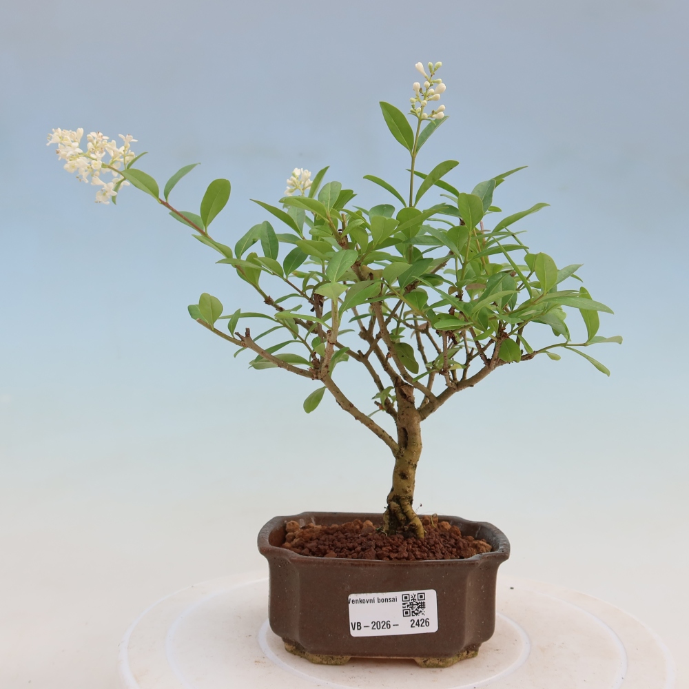 Bonsai da esterno - Ligustrum vulgare - Becco d'uccello