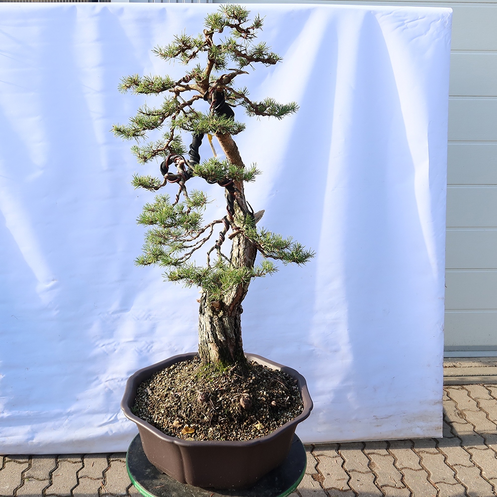 Pinus sylvestris Spagna - pino silvestre