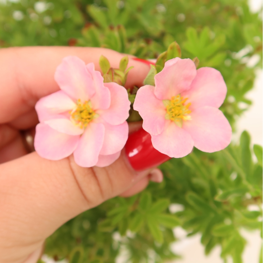 Bonsai da esterno - Potentilla fruticosa - Potentila fruticosa Bellissima