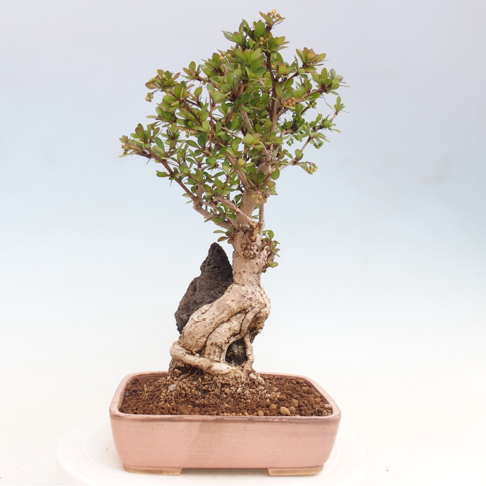 Bonsai da esterno - Berberis coreana