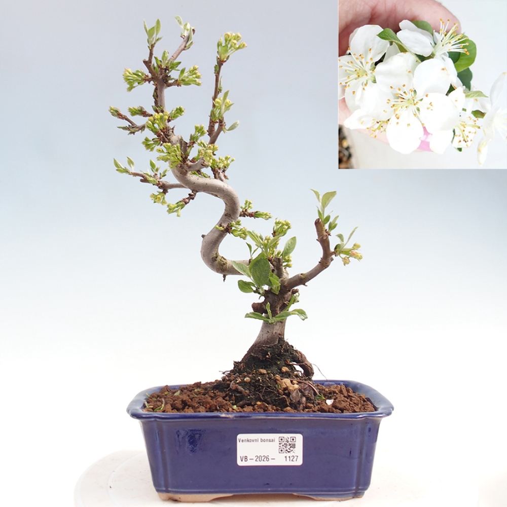Bonsai da esterno - Malus sargentii - Melo a frutto piccolo