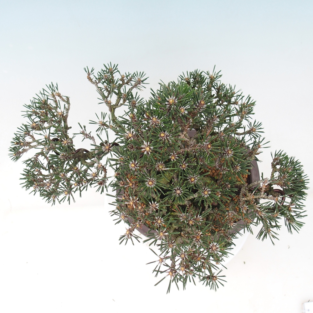Bonsai da esterno - Pinus thunbergii Kotobuki - Pino di Thunberg