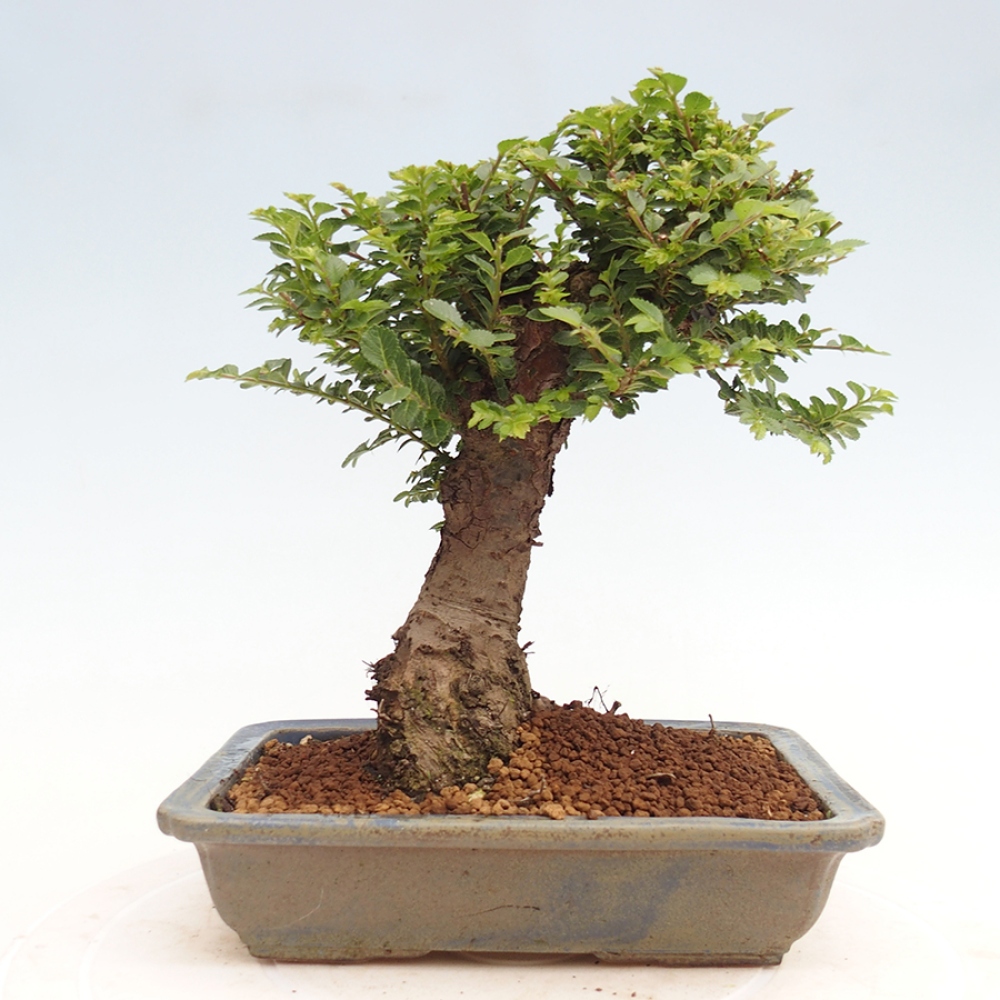 Bonsai da esterno - Ulmus parvifolia Hokkaido - Olmo cinese