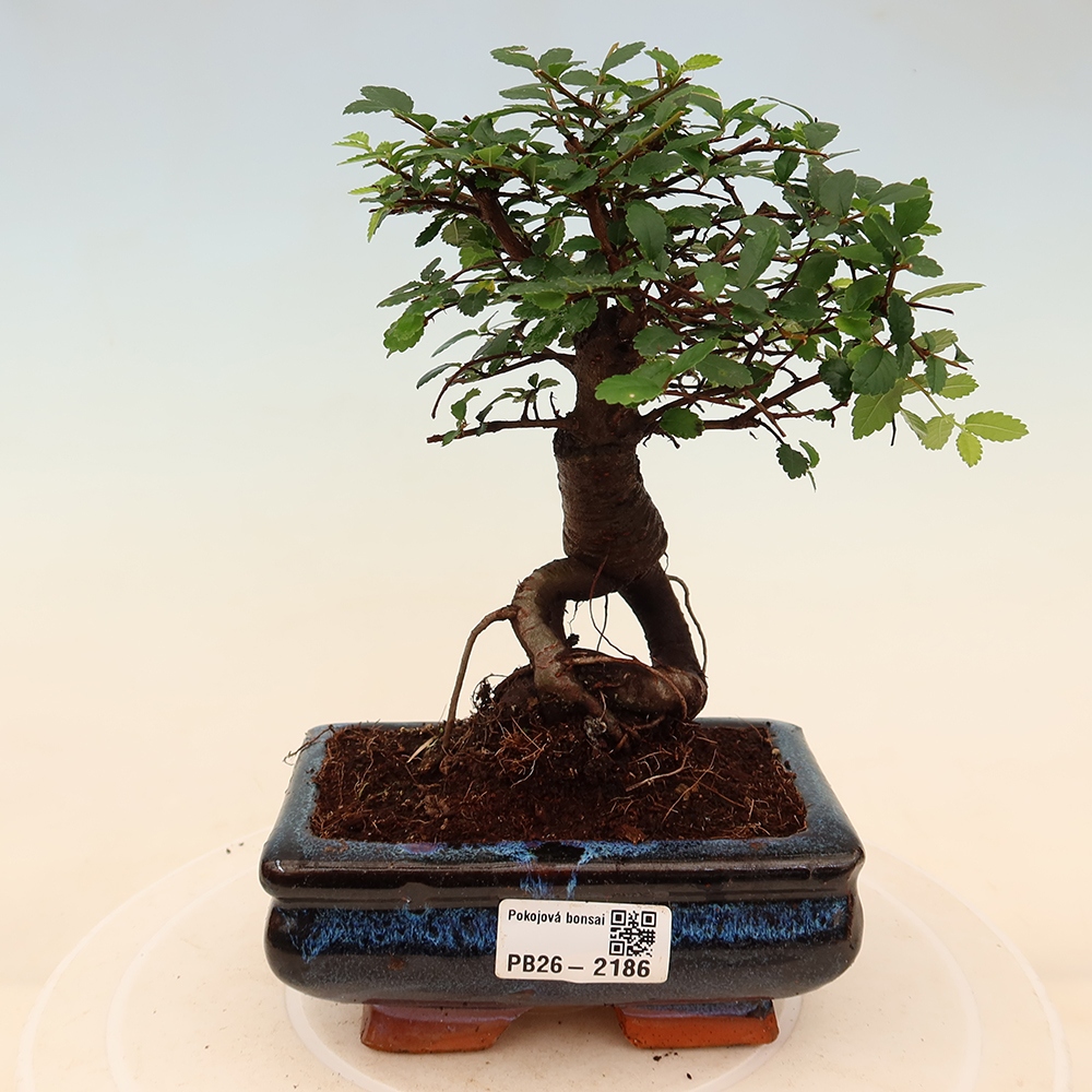 Camera bonsai - Ulmus parvifolia - Olmo a foglie piccole