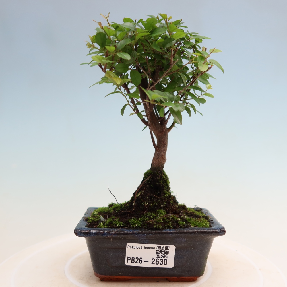 Camera bonsai - Sageretia thea - Sageretia thea