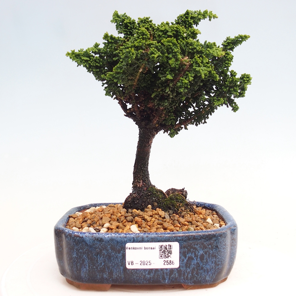 Bonsai da esterno - Cham. obtusa SEKKA HINOKI - Cipresso