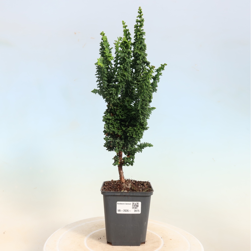 Bonsai da esterno - Cham. obtusa SEKKA HINOKI - Cipresso