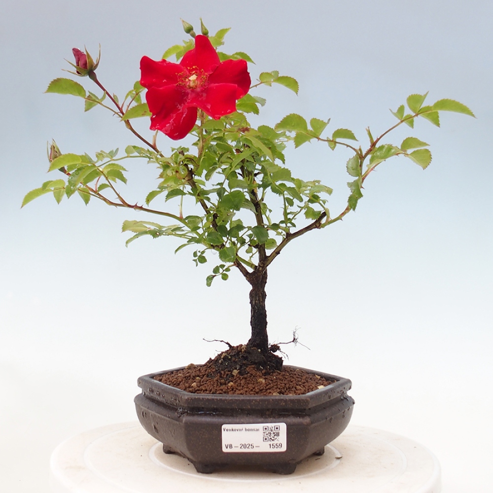 Bonsai da esterno - Rosa Kordes - rosa