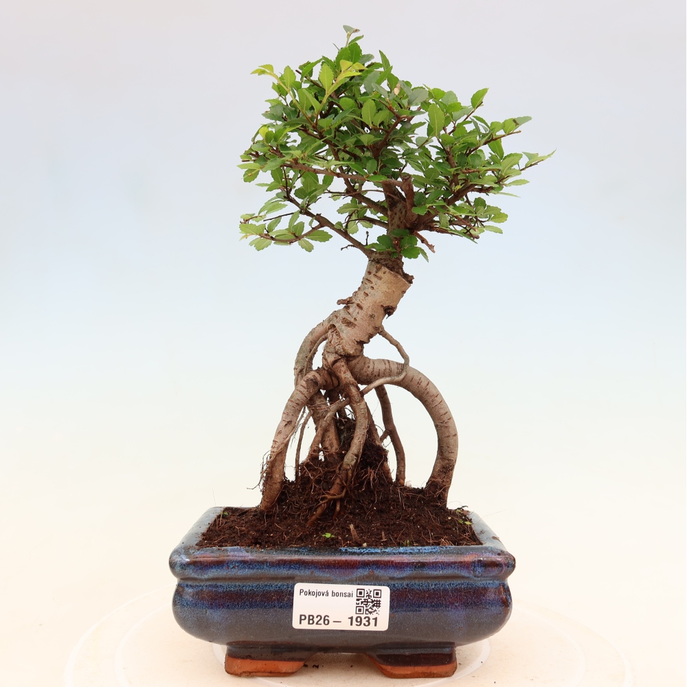 Camera bonsai - Ulmus parvifolia - Olmo a foglie piccole