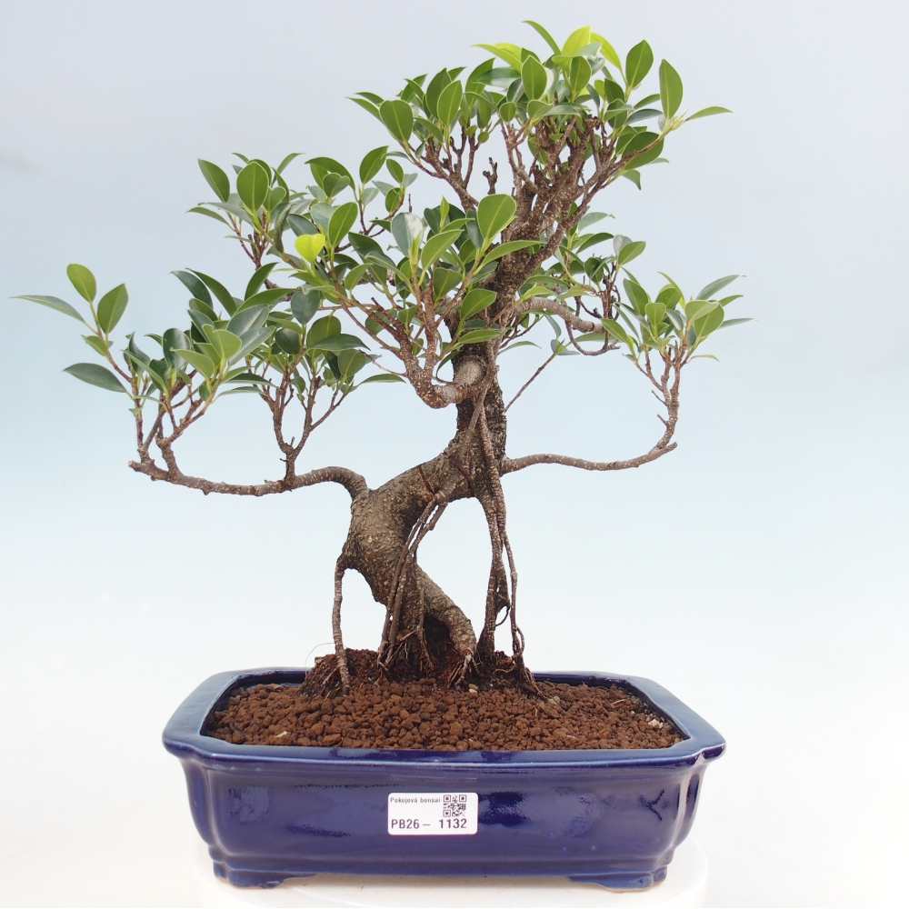 Camera bonsai - Ficus kimmen - ficus a foglie piccole