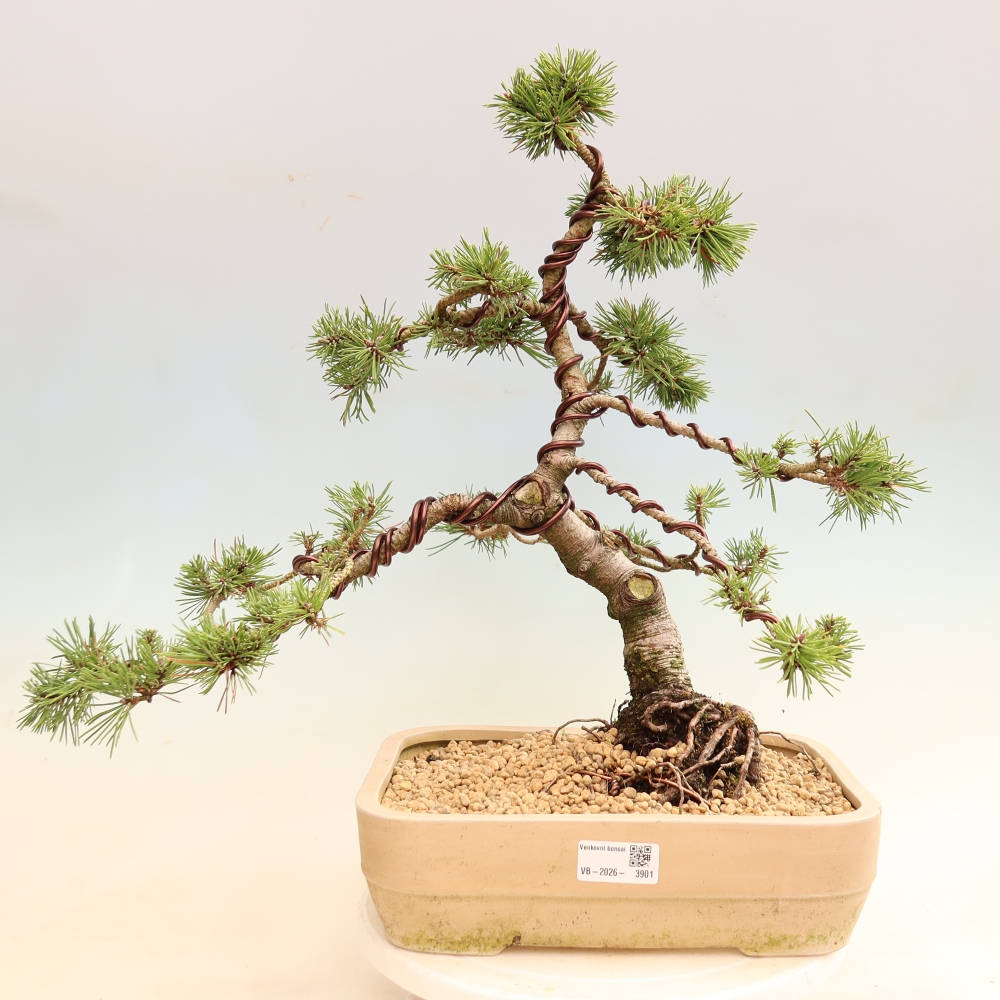 Bonsai da esterno - Pinus mugo Humpy  - Pino mugo