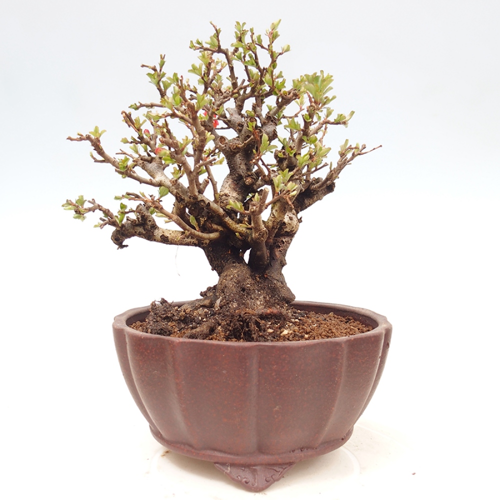 Bonsai da esterno - Chaneomeles speciosa - Cotogno
