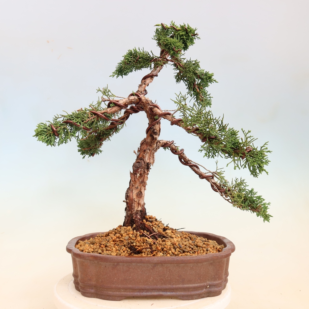 Bonsai da esterno - Juniperus chinensis Kishu