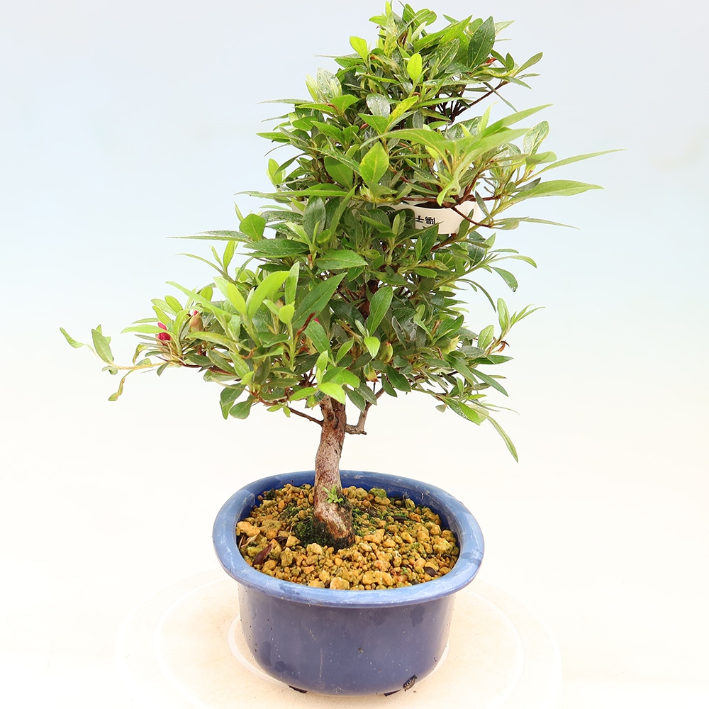 Bonsai da esterno - Azalea giapponese - Azalea Yoko