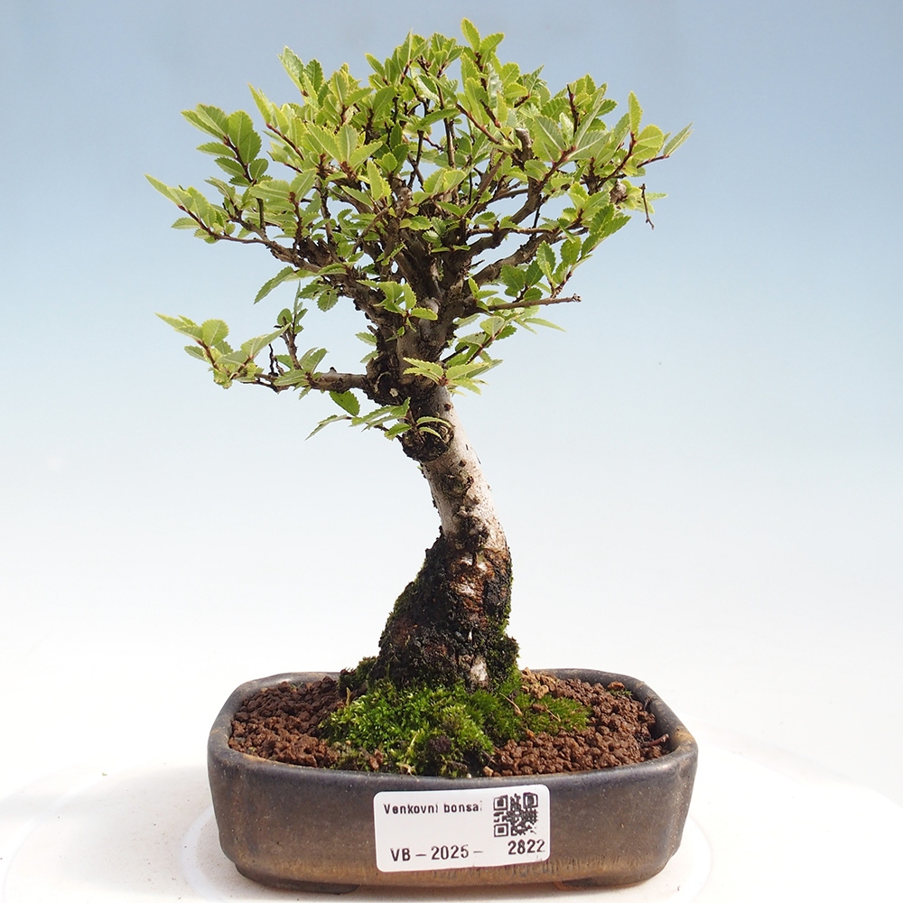 Bonsai da esterno - Zelkova - Zelkova NIRE