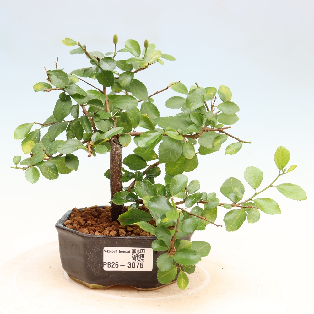 Bonsai da interno - Grewia occidentalis - Stella di mare alla lavanda