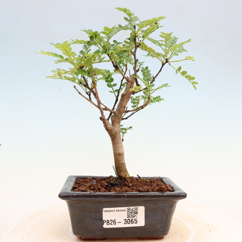 Camera bonsai - Zantoxylum piperitum - albero del pepe