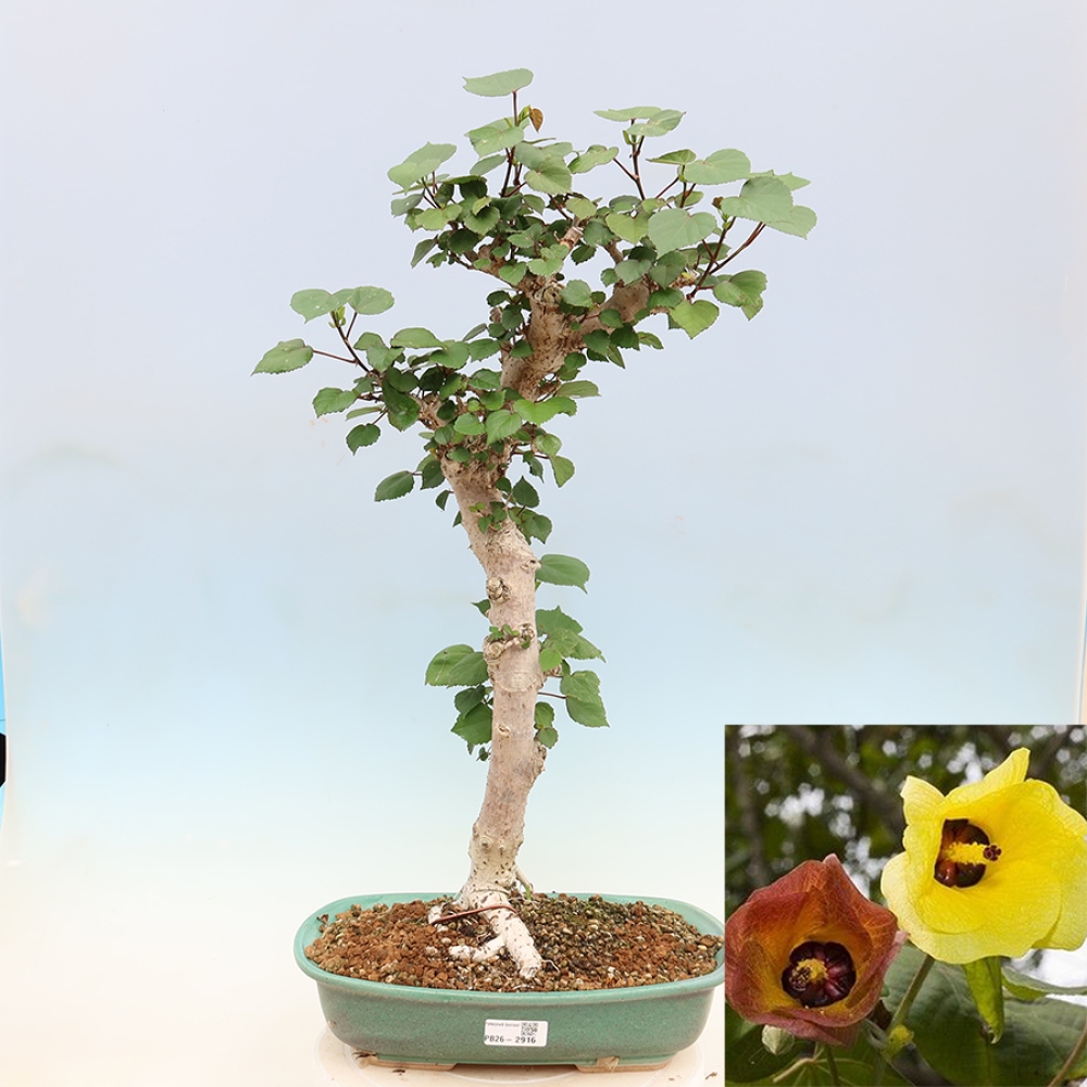 Bonsai da interno - Hibiscus tiliaceus - Ibisco marino