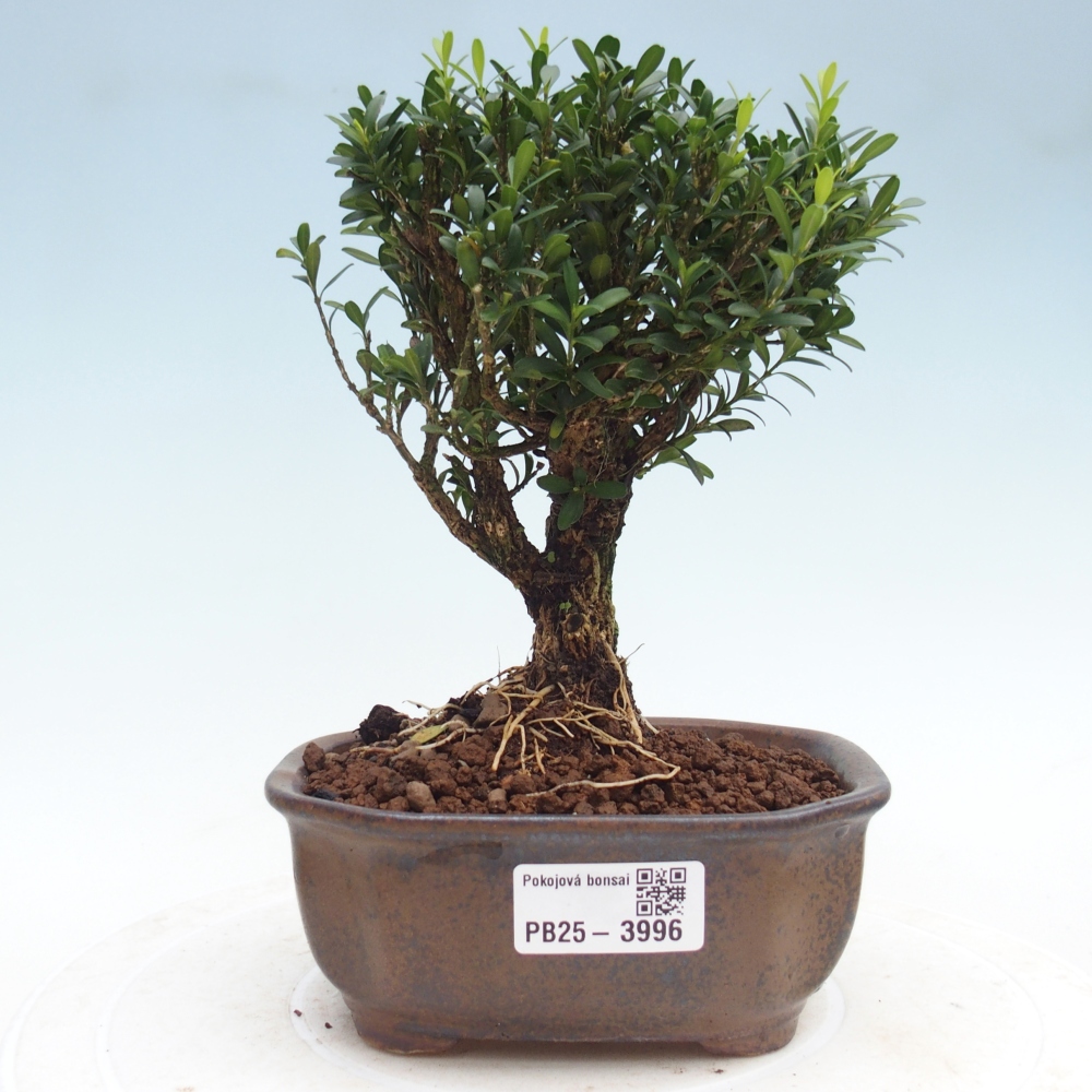 Camera bonsai - Buxus harlandii - buxus da sughero