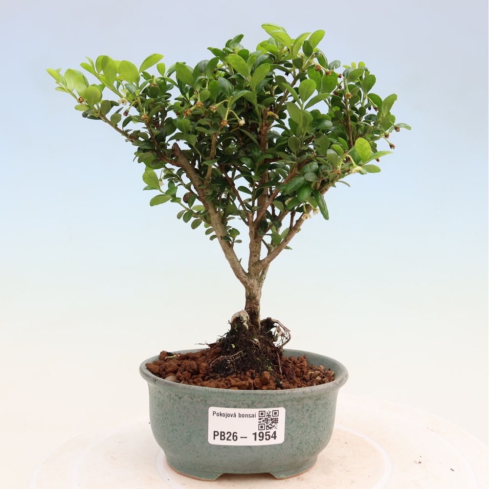 Camera bonsai - Ilex crenata - Agrifoglio