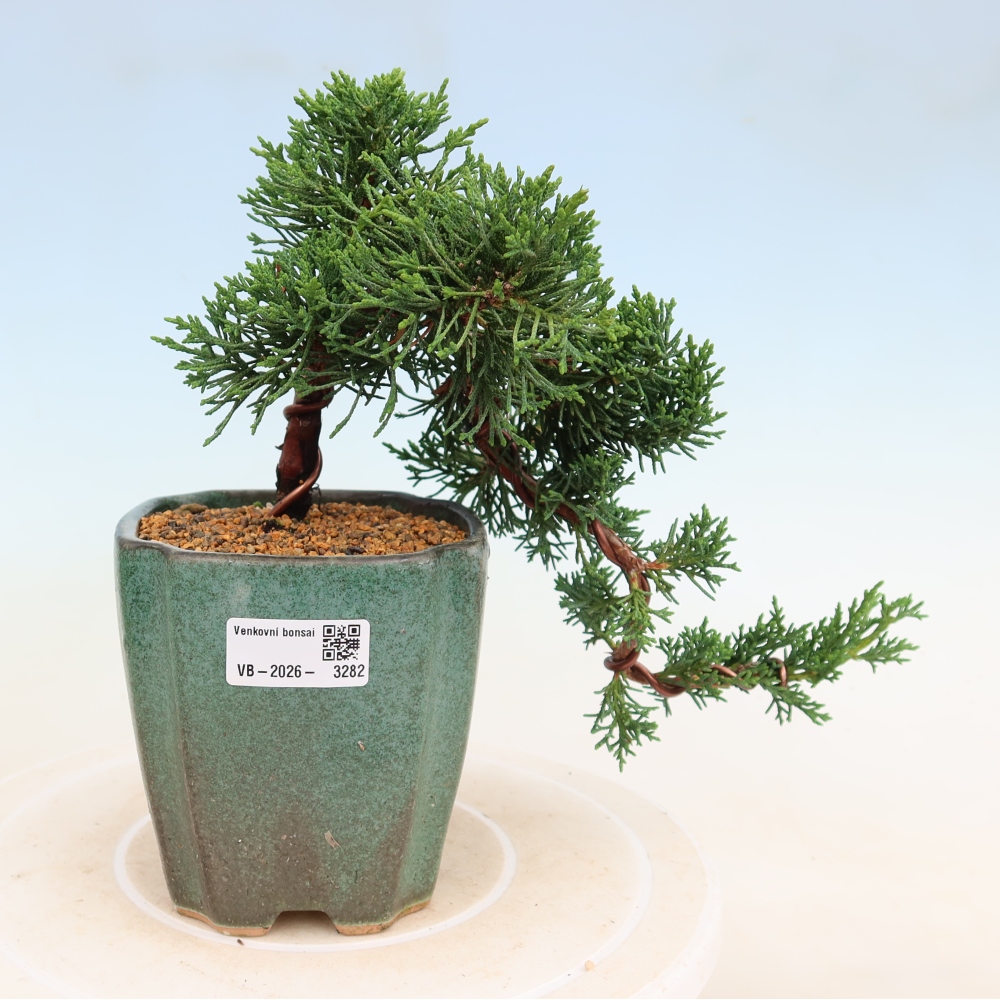 Bonsai da esterno - Juniperus chinensis Kishu