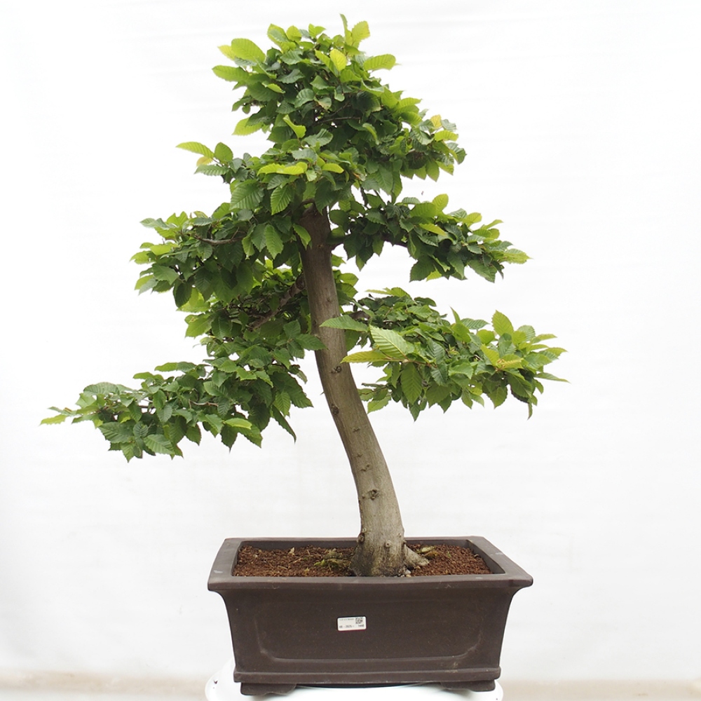 Bonsai da esterno - Carpino - Carpinus betulus