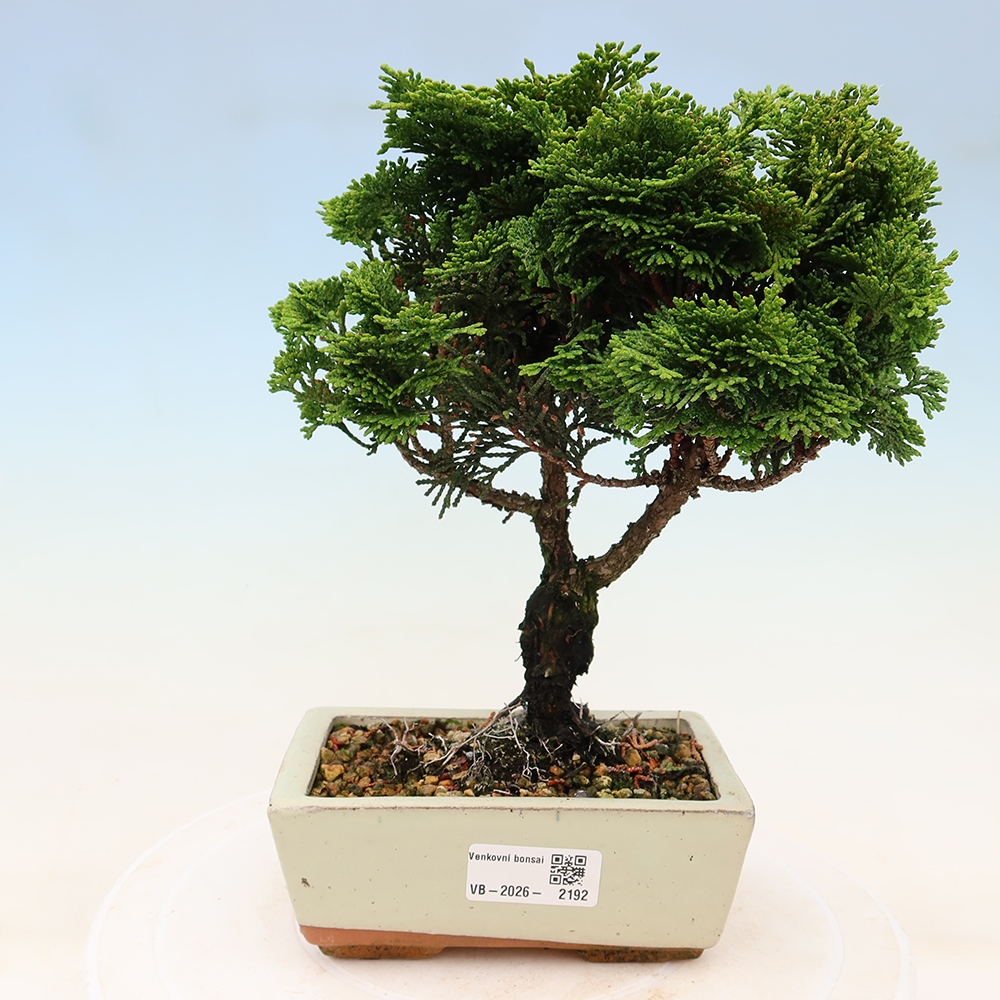Bonsai da esterno - Cham.pis obtusa Nana Gracilis - Cipresso