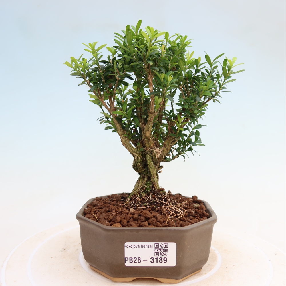 Camera bonsai - Buxus harlandii - buxus da sughero
