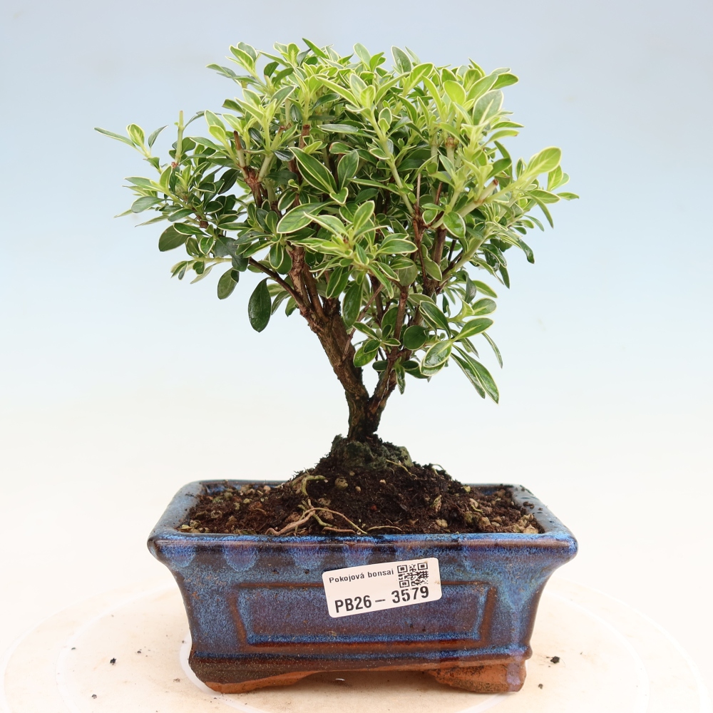 Camera bonsai - Serissa foetida Variegata - Albero delle mille stelle
