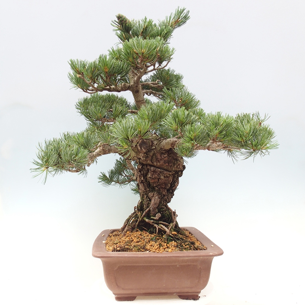 Bonsai da esterno - Pinus parviflora - Pinus parviflora