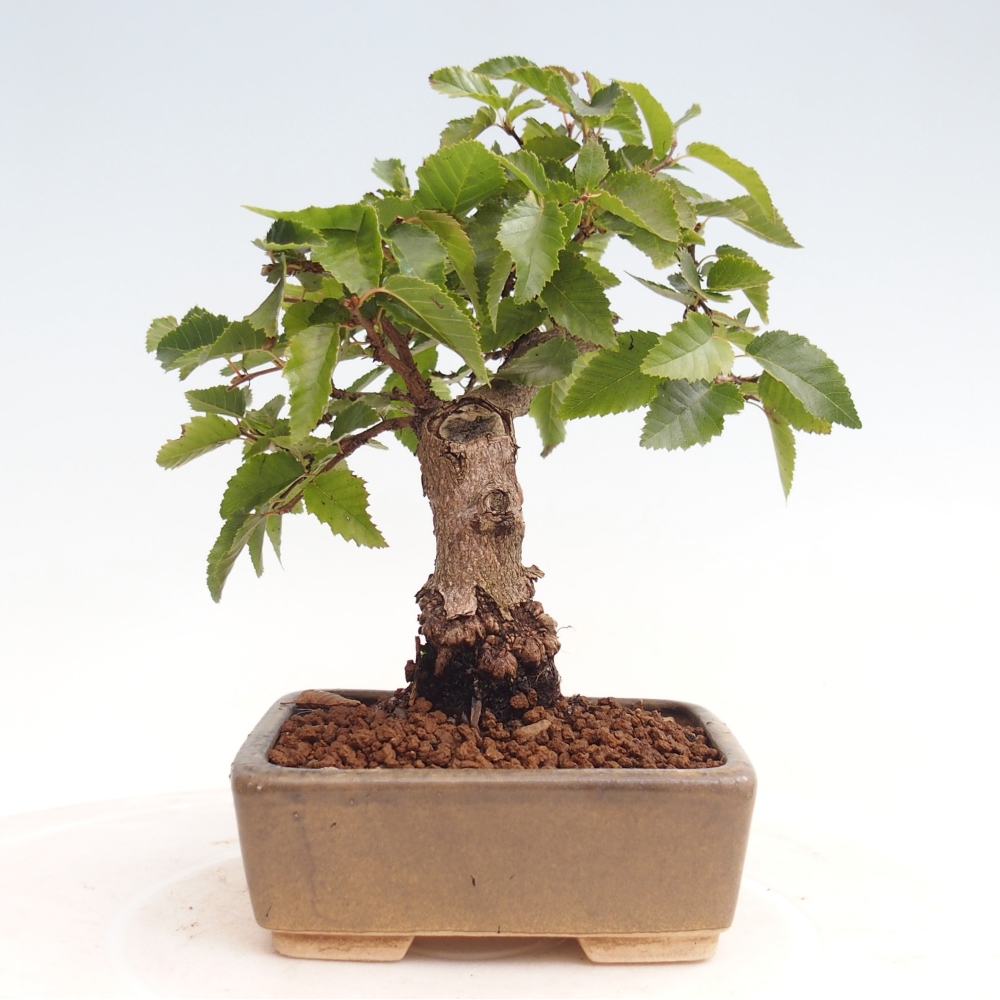 Bonsai da esterno -Carpinus CARPINOIDES - Carpino coreano